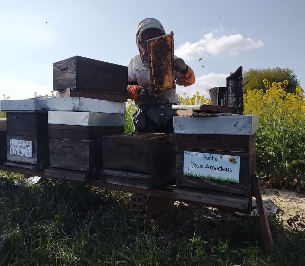 La ruche Rose Amadeus