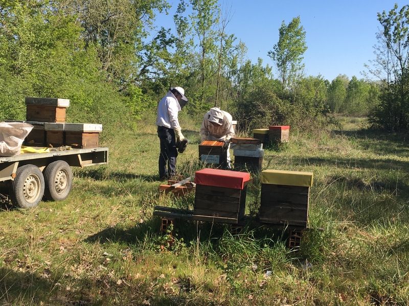 La ruche Rose Amadeus