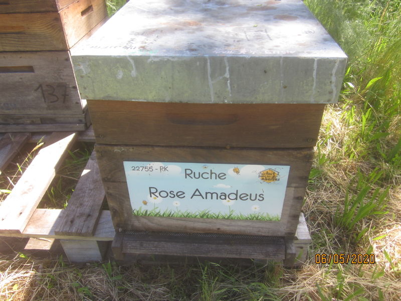 La ruche Rose Amadeus