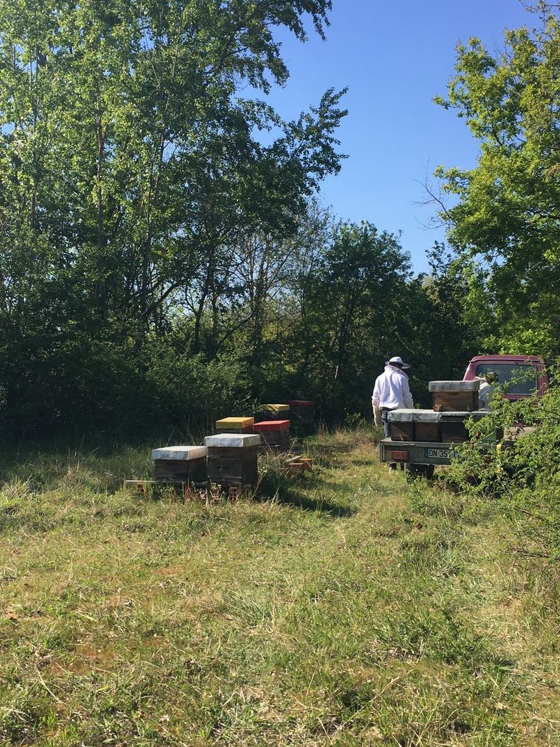 La ruche Rose Amadeus