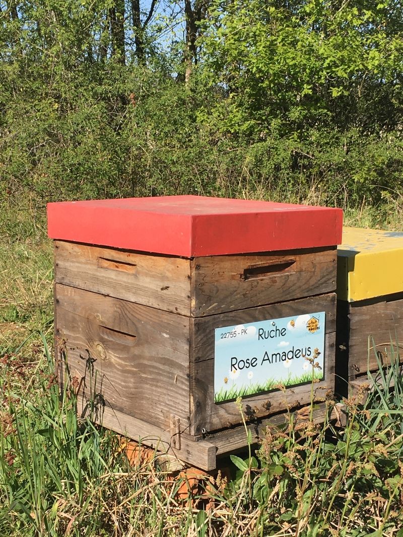 La ruche Rose Amadeus