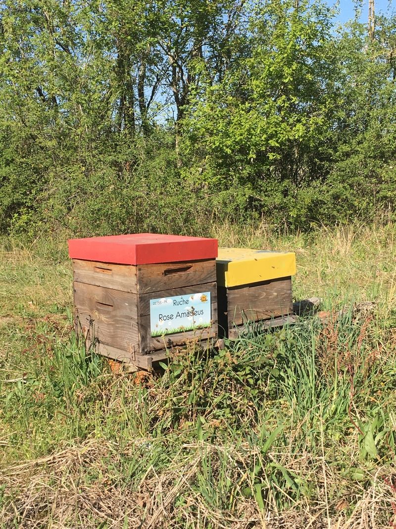 La ruche Rose Amadeus