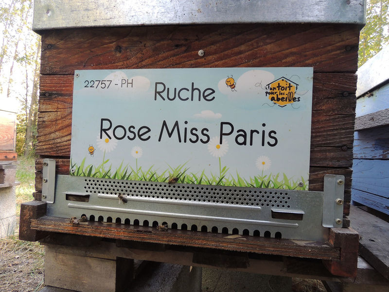 La ruche Rose Miss Paris