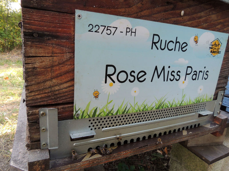 La ruche Rose Miss Paris