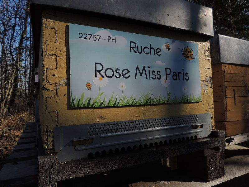 La ruche Rose Miss Paris