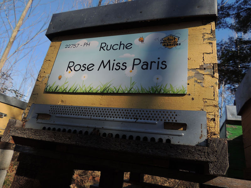 La ruche Rose Miss Paris