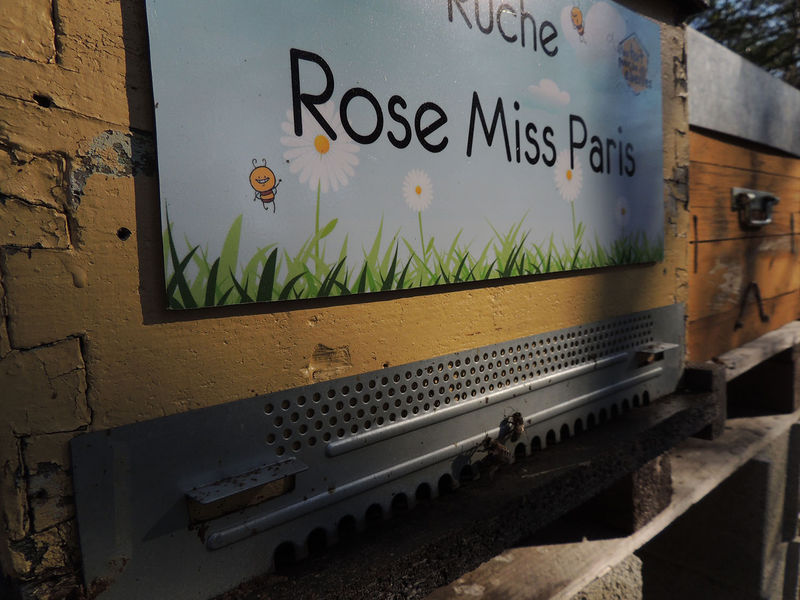 La ruche Rose Miss Paris