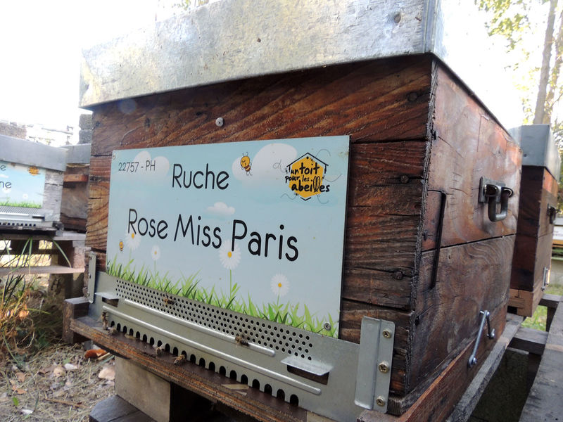 La ruche Rose Miss Paris