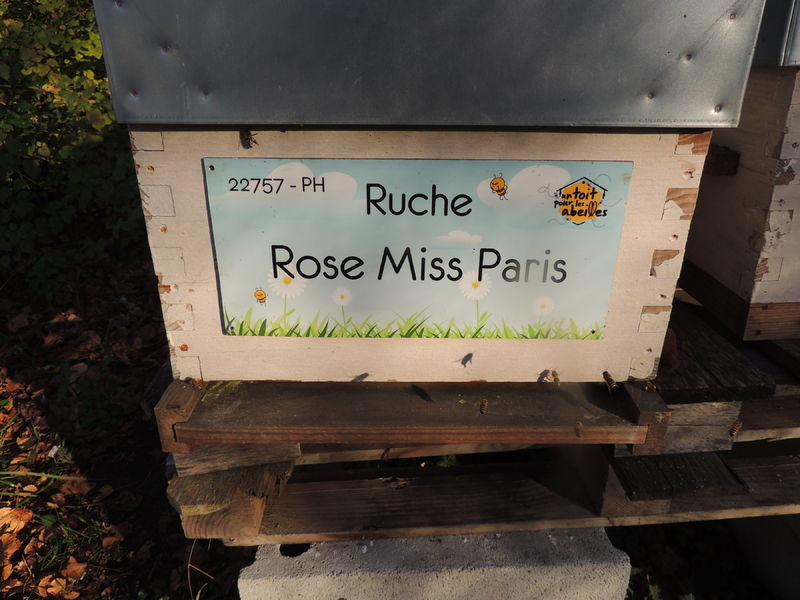 La ruche Rose Miss Paris
