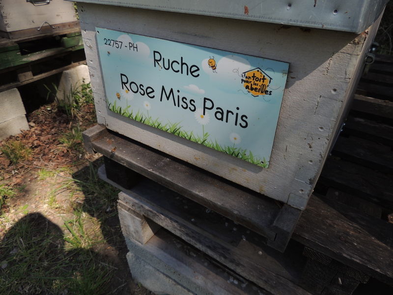 La ruche Rose Miss Paris