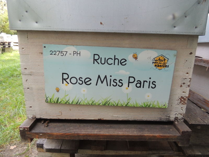 La ruche Rose Miss Paris
