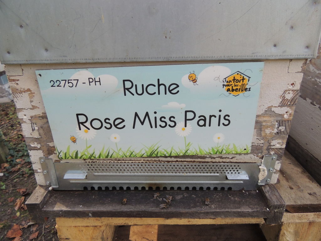 La ruche Rose Miss Paris