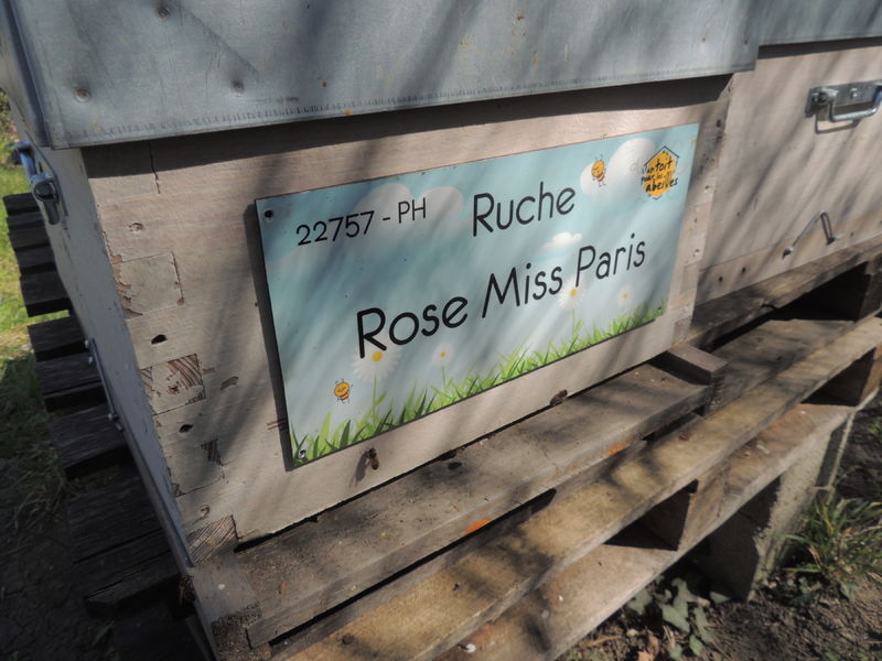 La ruche Rose Miss Paris
