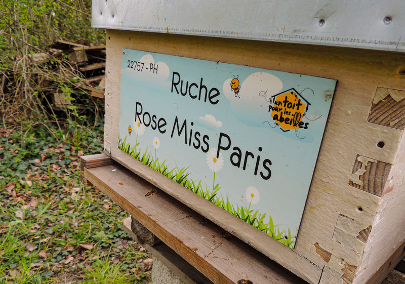 La ruche Rose Miss Paris