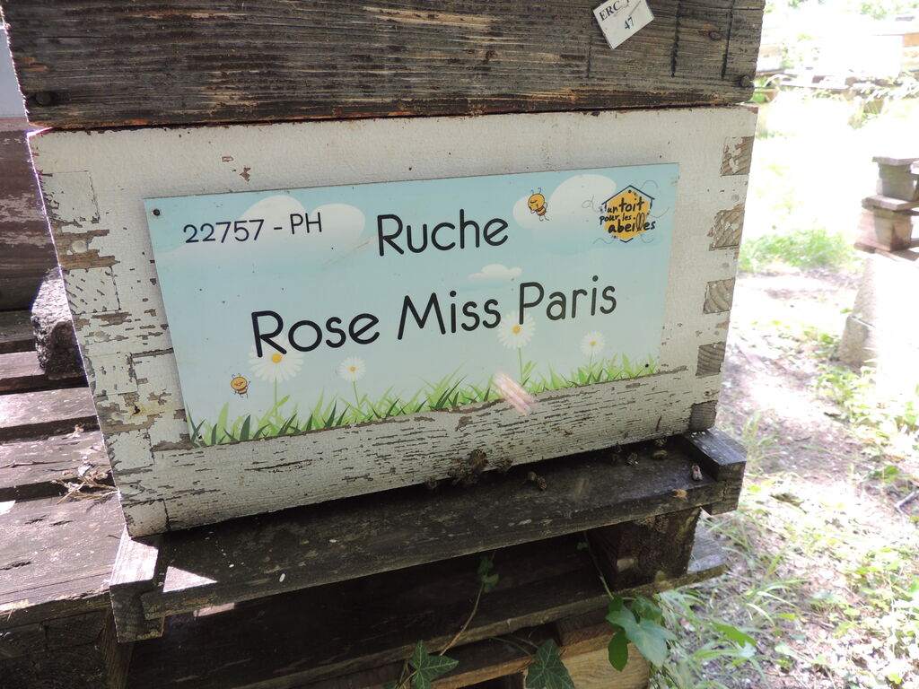 La ruche Rose Miss Paris