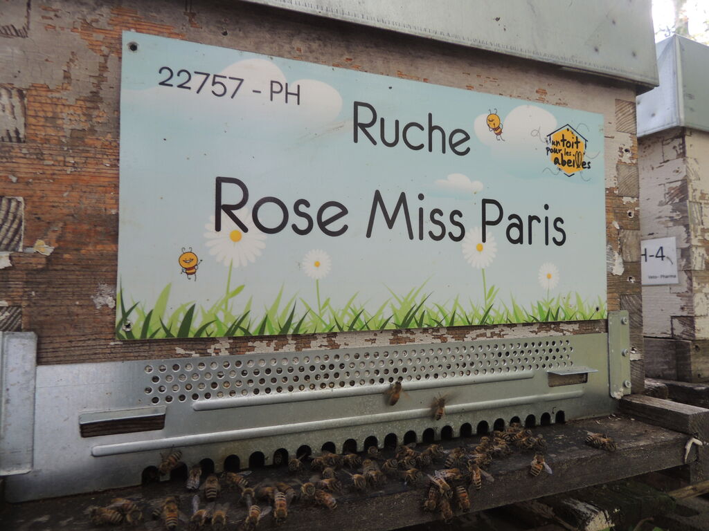 La ruche Rose Miss Paris