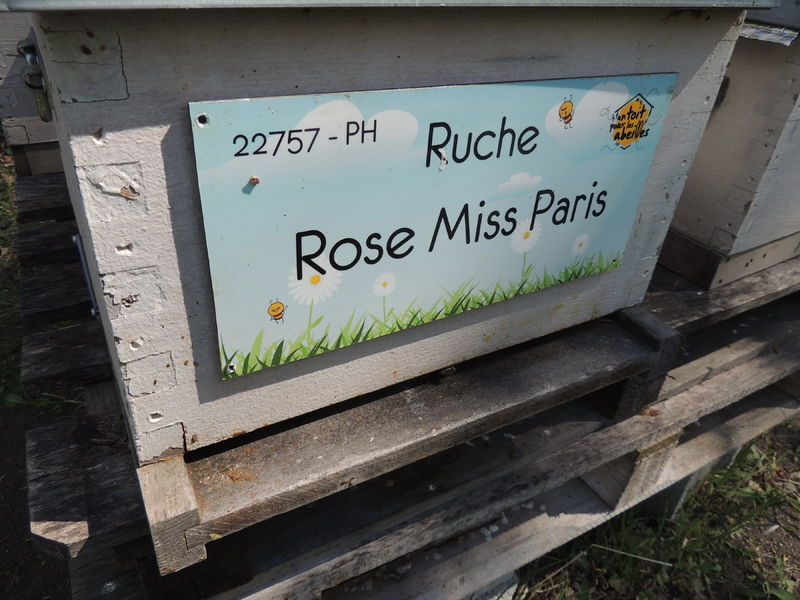 La ruche Rose Miss Paris