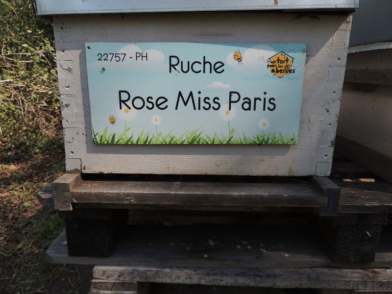 La ruche Rose Miss Paris