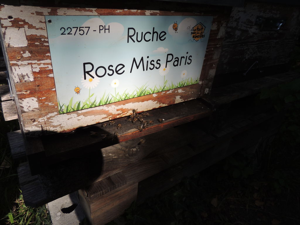 La ruche Rose Miss Paris