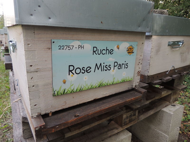 La ruche Rose Miss Paris