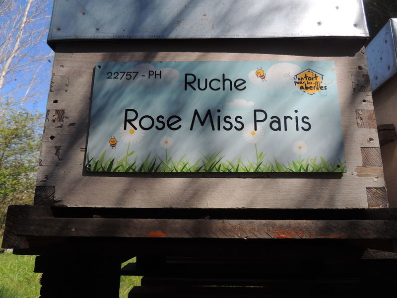 La ruche Rose Miss Paris