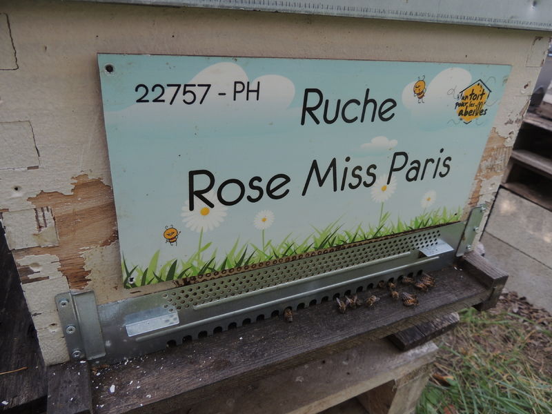 La ruche Rose Miss Paris