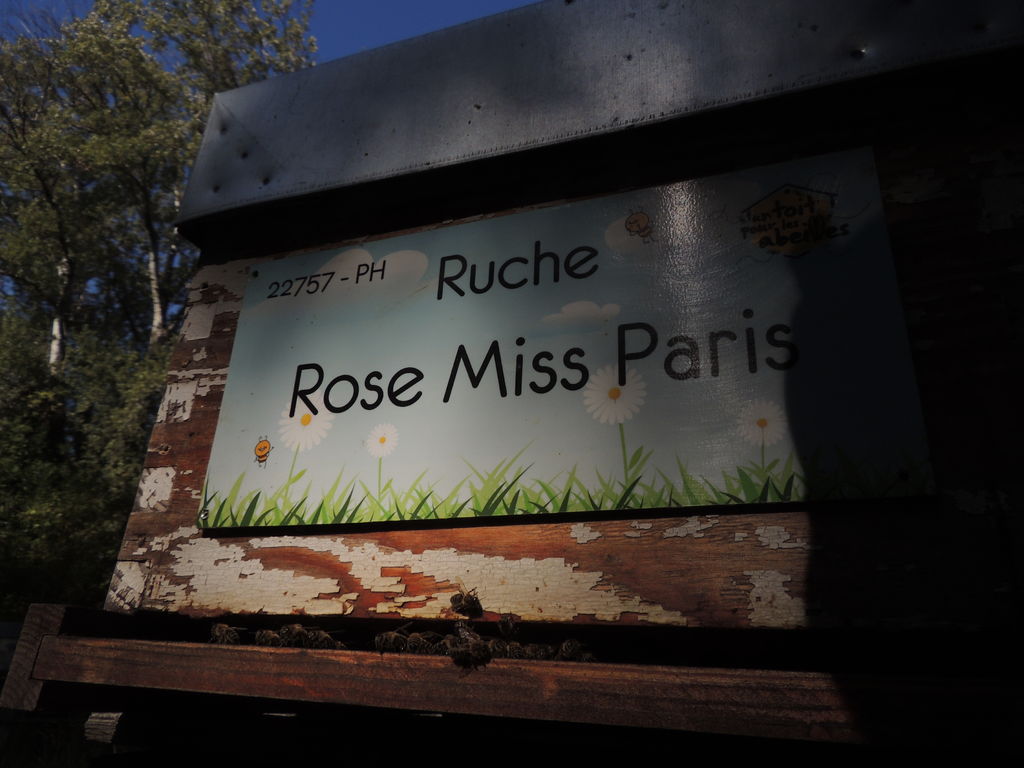 La ruche Rose Miss Paris