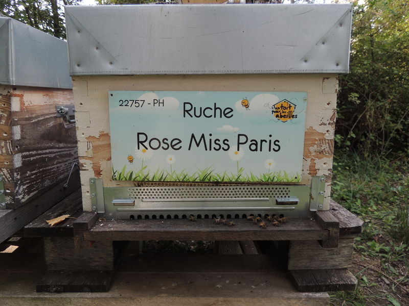 La ruche Rose Miss Paris