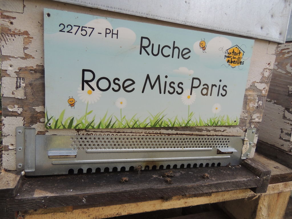 La ruche Rose Miss Paris