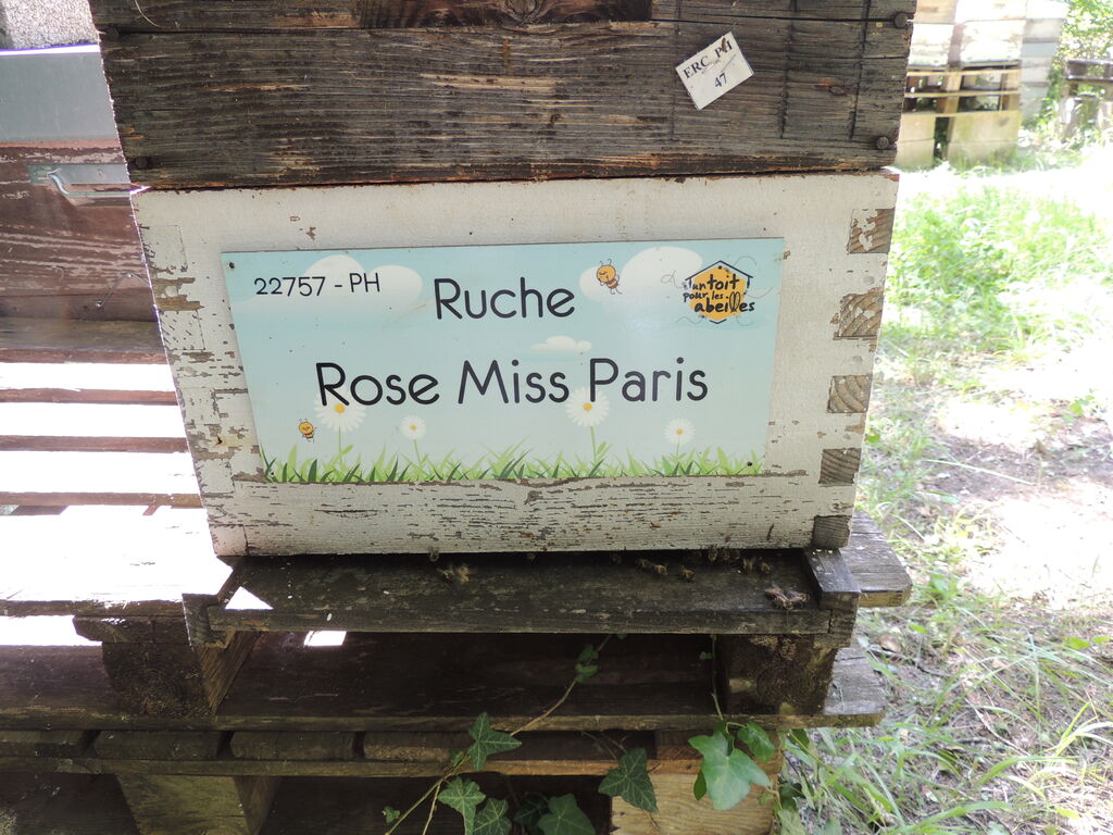 La ruche Rose Miss Paris