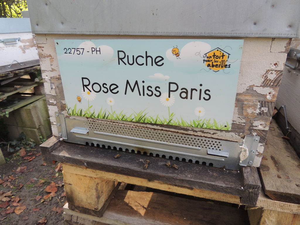 La ruche Rose Miss Paris