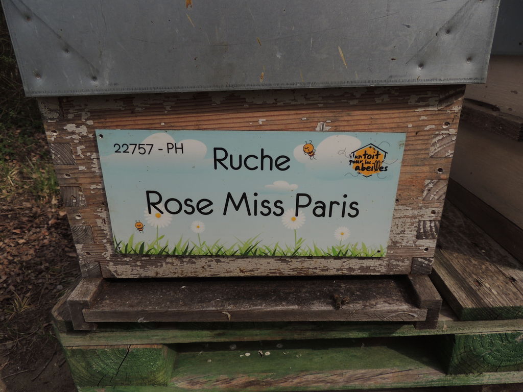 La ruche Rose Miss Paris
