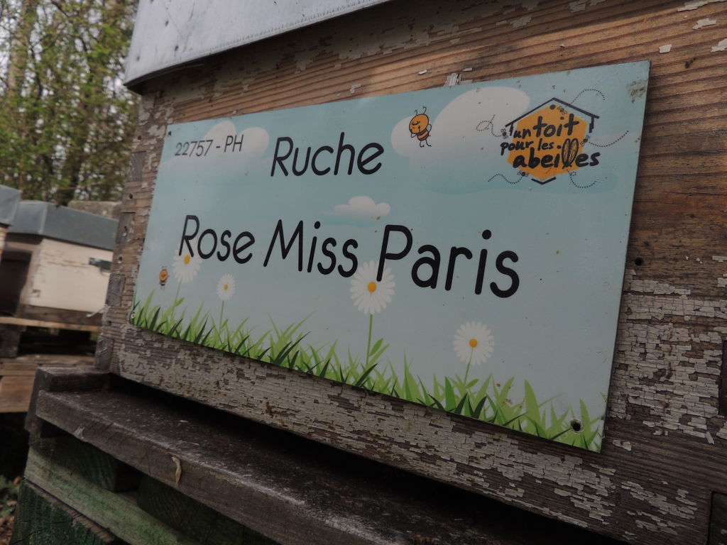 La ruche Rose Miss Paris