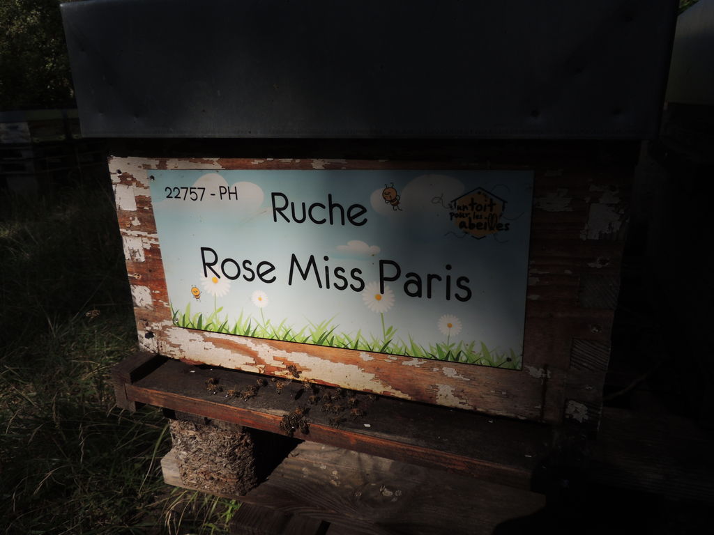 La ruche Rose Miss Paris