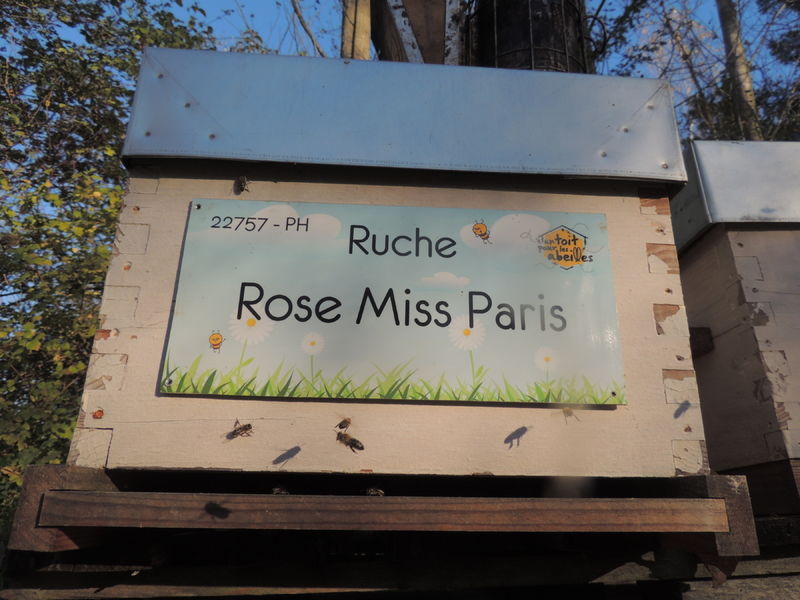 La ruche Rose Miss Paris