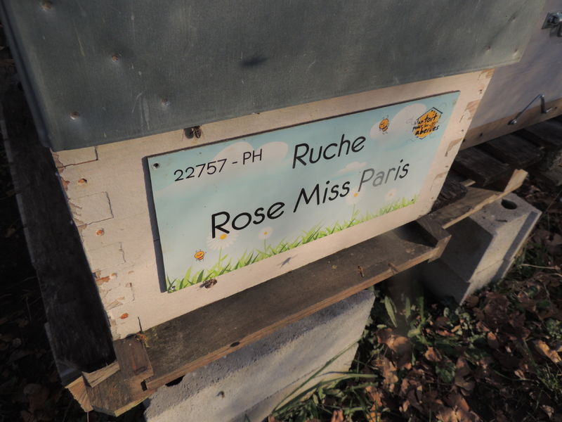 La ruche Rose Miss Paris