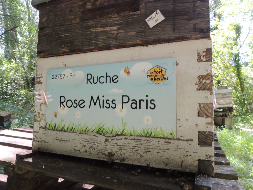 La ruche Rose Miss Paris