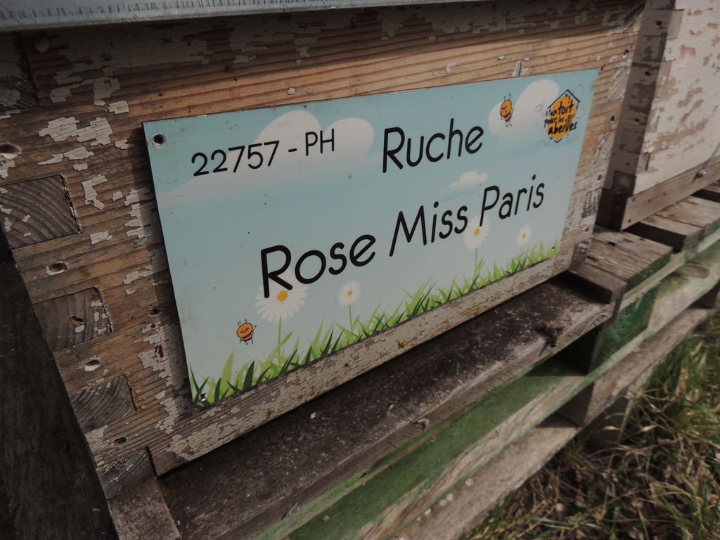 La ruche Rose Miss Paris
