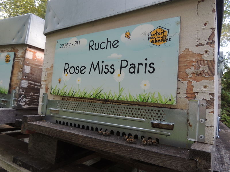 La ruche Rose Miss Paris