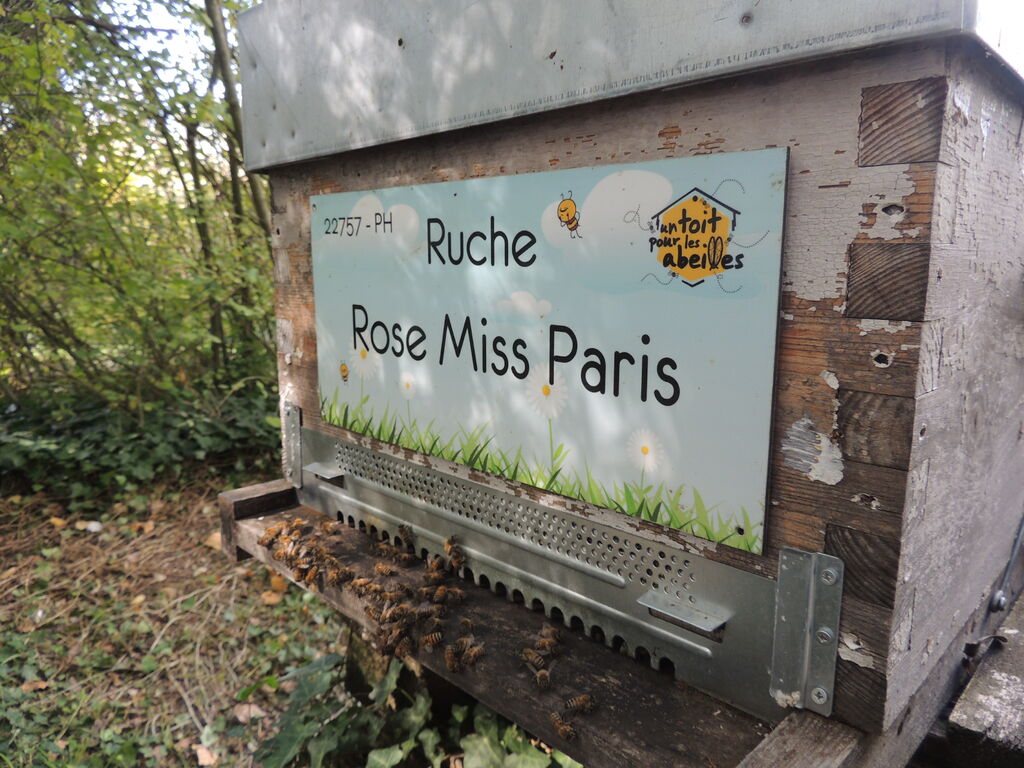 La ruche Rose Miss Paris