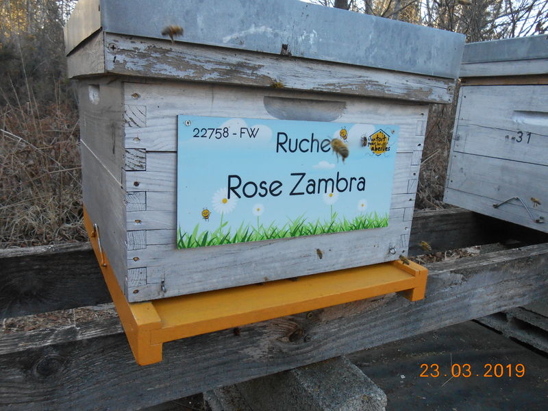 La ruche Rose Zambra