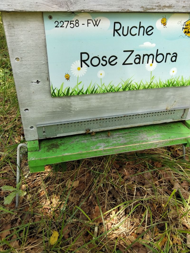 La ruche Rose Zambra