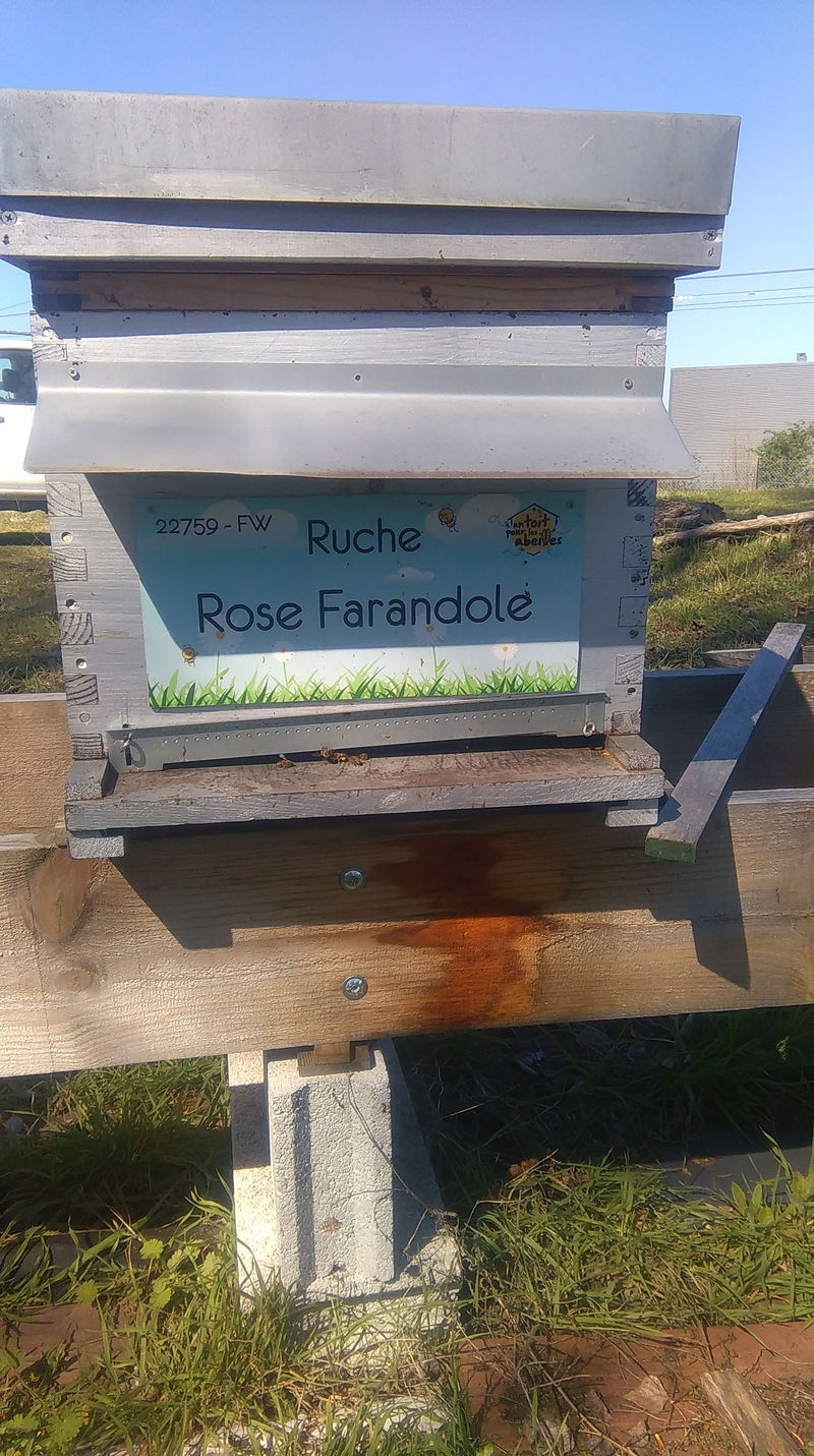 La ruche Rose Farandole