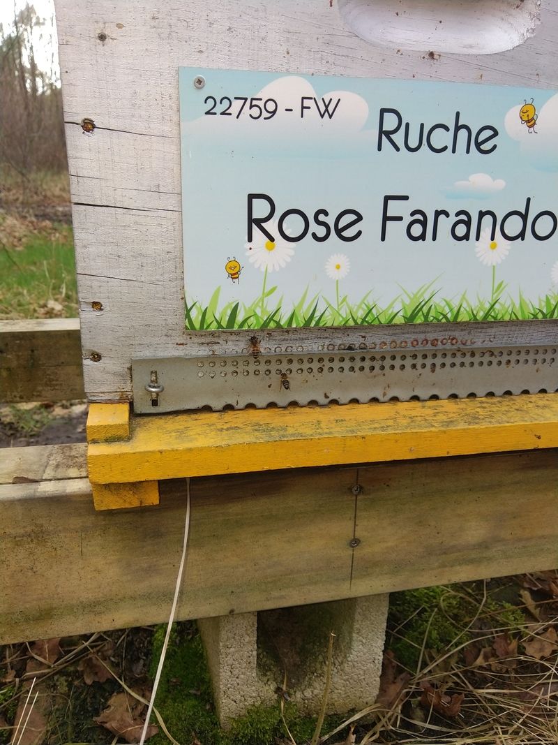La ruche Rose Farandole