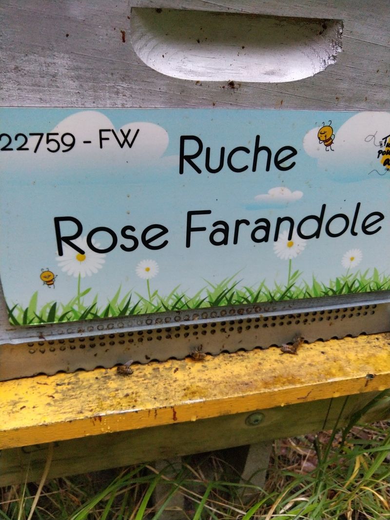 La ruche Rose Farandole