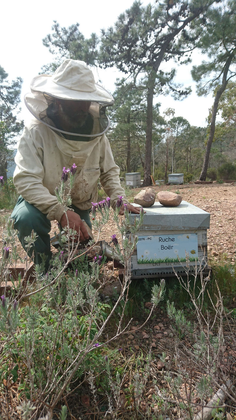 La ruche Boër