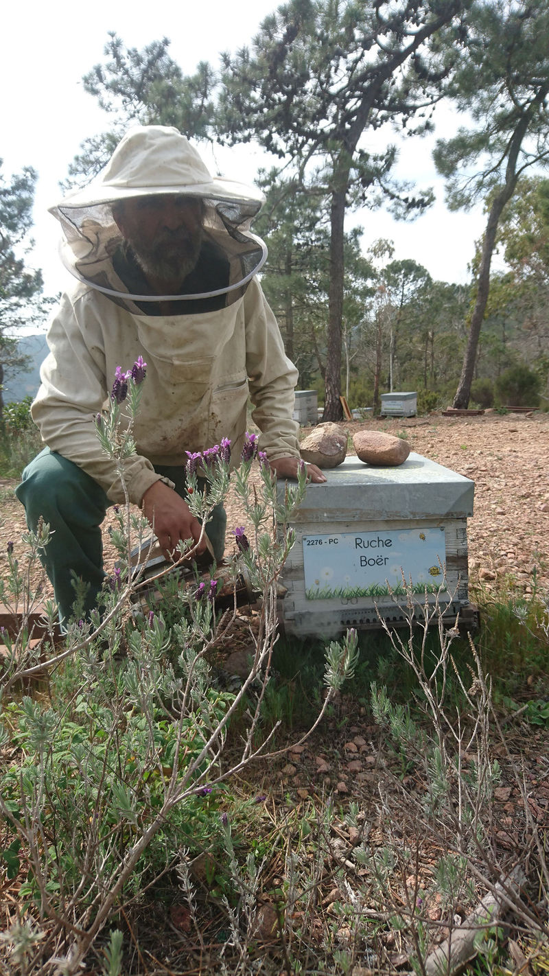 La ruche Boër