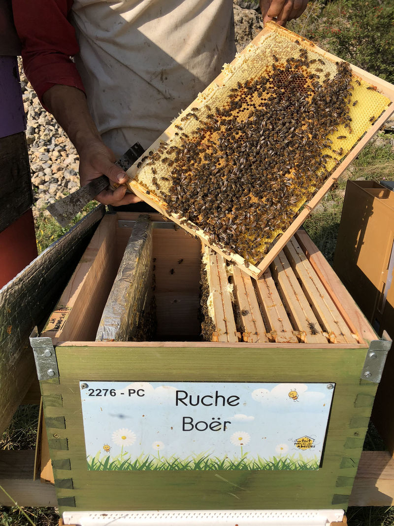 La ruche Boër