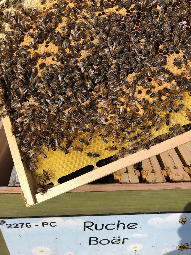 La ruche Boër