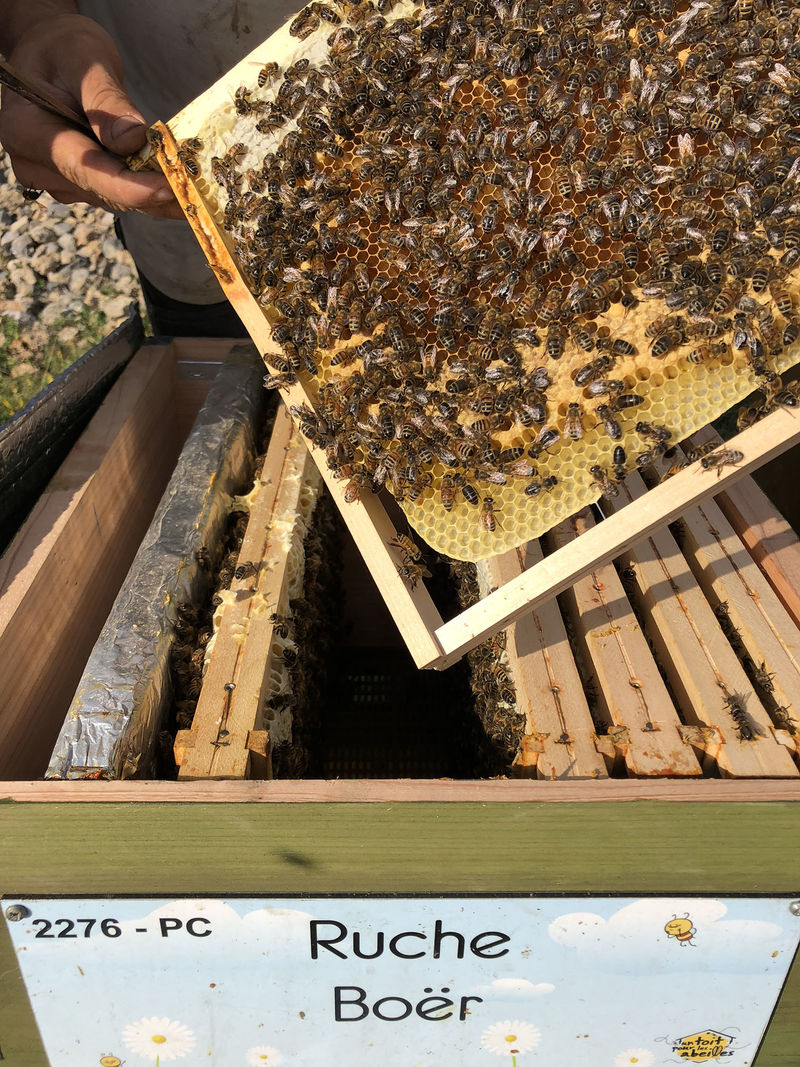 La ruche Boër
